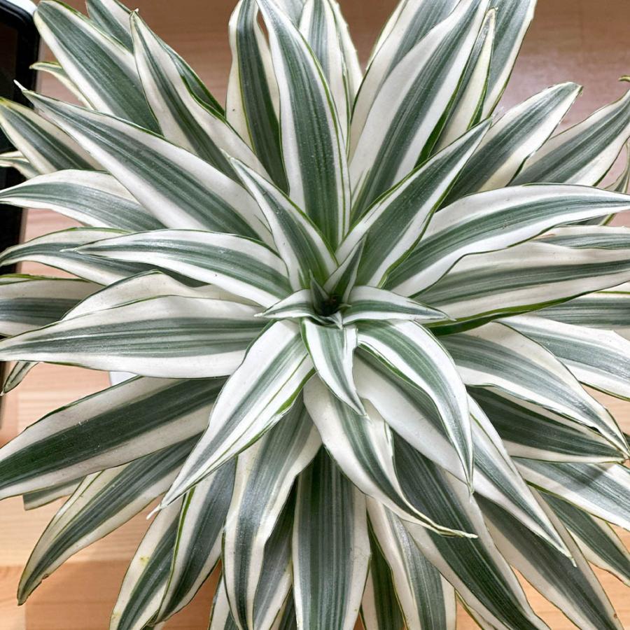 観葉植物 おしゃれ 室内 ドラセナ チャヤ 5号 ラッピング無料 白