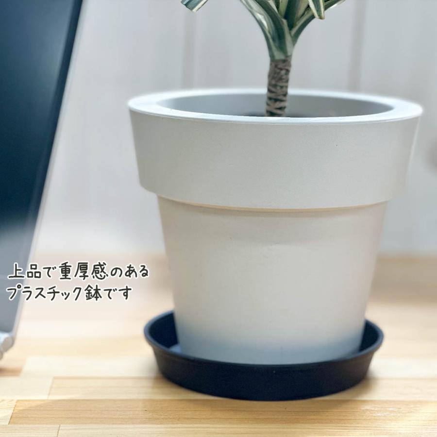 観葉植物 おしゃれ 室内 ドラセナ チャヤ 5号 ラッピング無料 白