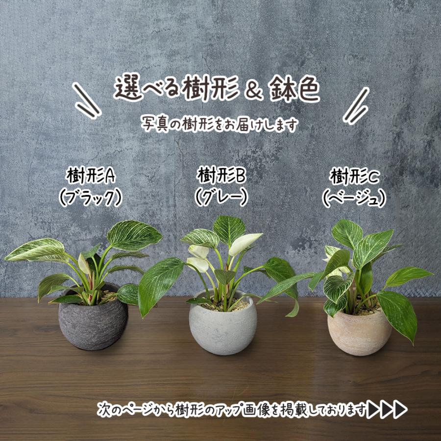 観葉植物 お中元 おしゃれ 室内 フィロデンドロン バーキン 選べる樹形