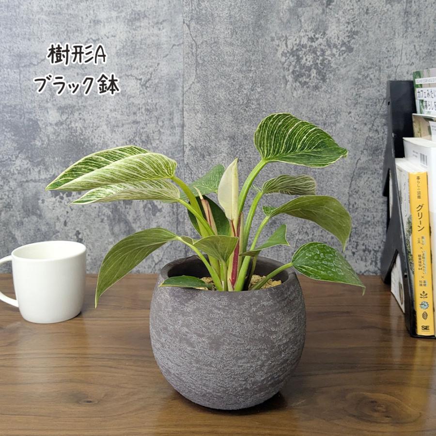 母の日 ギフト プレゼント 観葉植物 おしゃれ 室内 フィロデンドロン