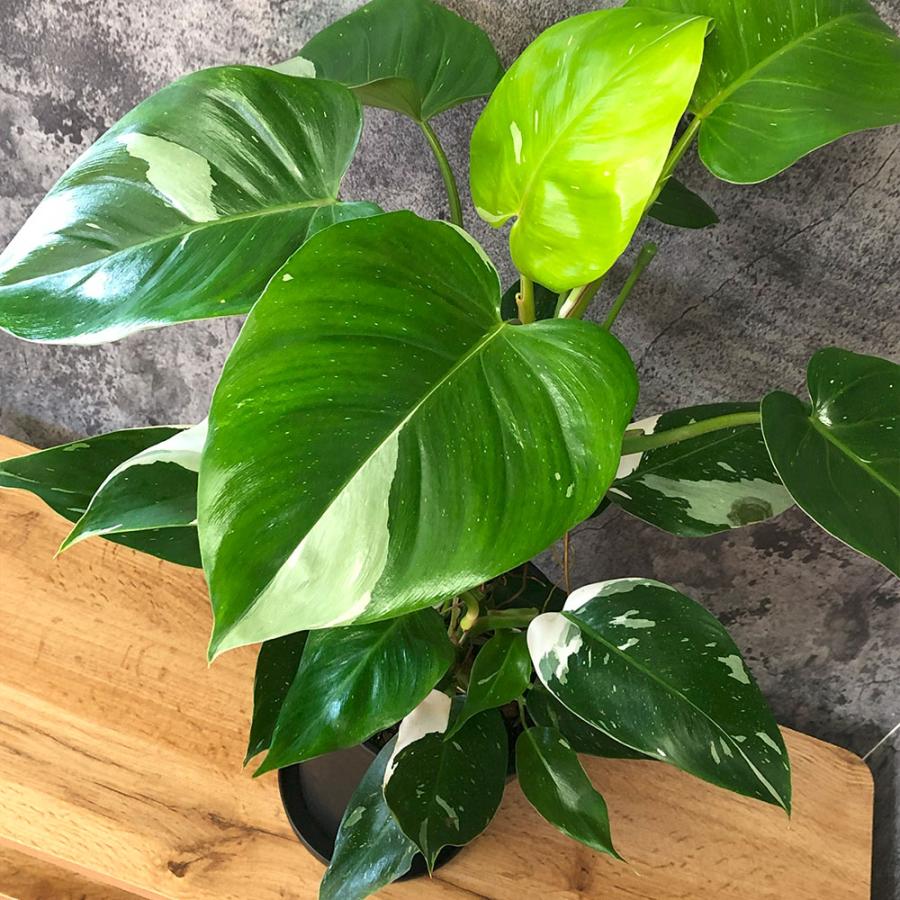 観葉植物 おしゃれ 室内 フィロデンドロン バーキン 6号 白陶器鉢