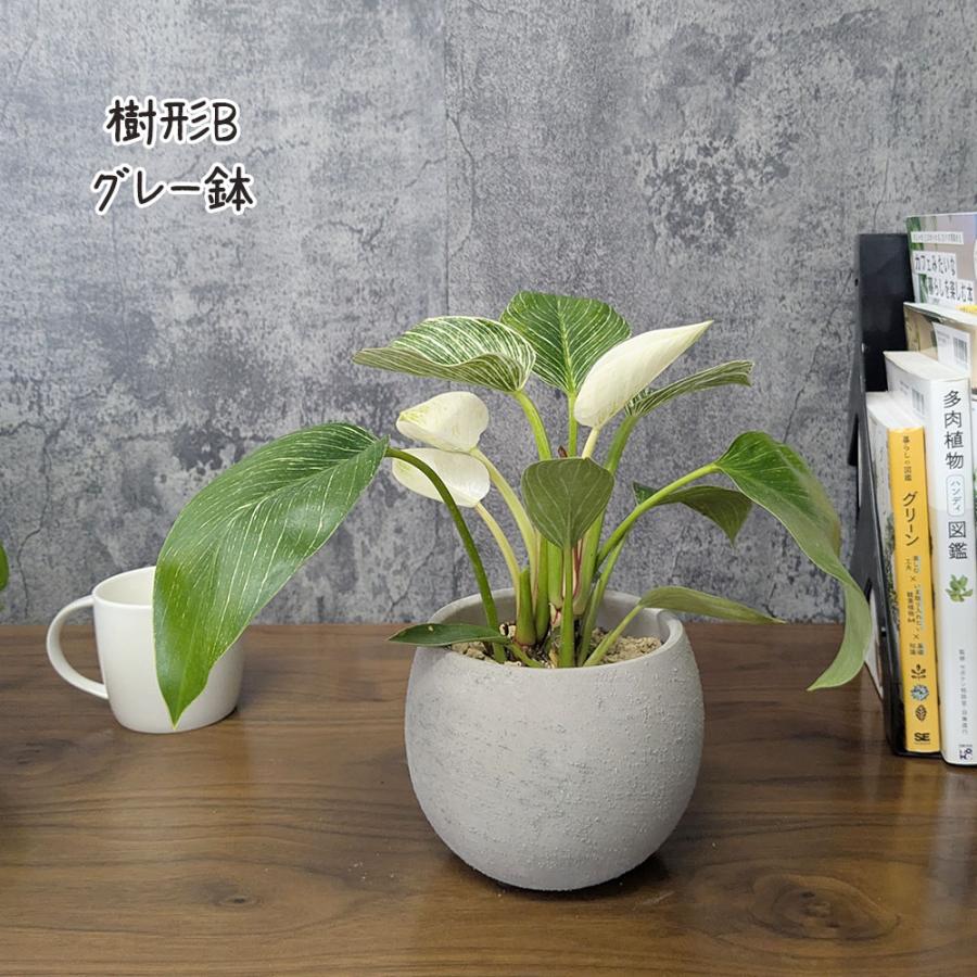 観葉植物 お中元 おしゃれ 室内 フィロデンドロン バーキン 選べる樹形