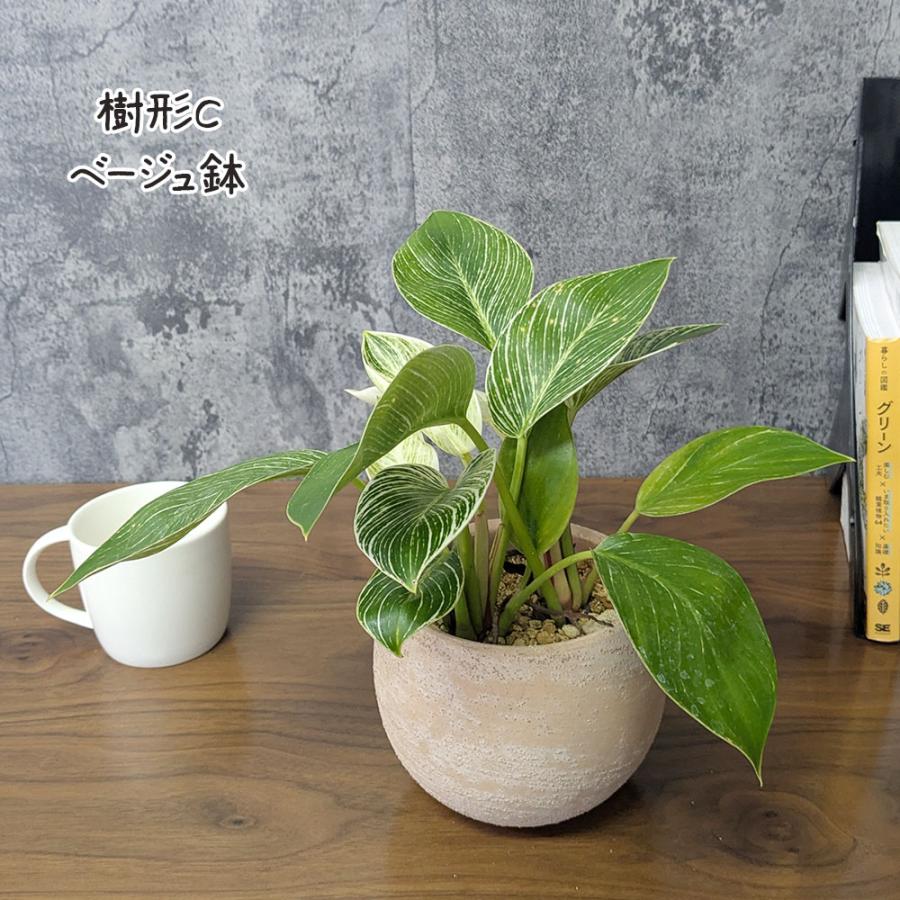 母の日 ギフト プレゼント 観葉植物 おしゃれ 室内 フィロデンドロン