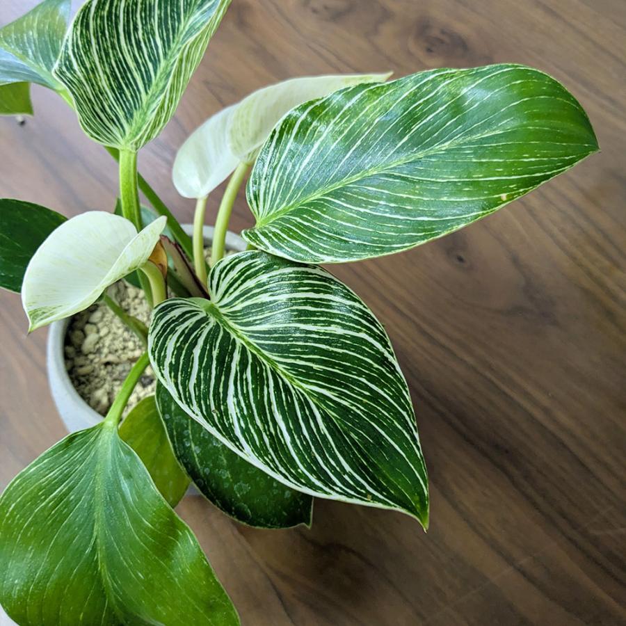 観葉植物 おしゃれ 室内 フィロデンドロン バーキン 選べる樹形 5号 丸