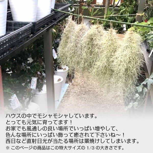 ウスネオイデス スパニッシュモス エアープランツ エアプランツ ティランジア 細葉 太葉 選べる 観葉観葉植物 おしゃれ 壁掛け 吊り下げ Sm 173 Okabe Green 通販 Yahoo ショッピング