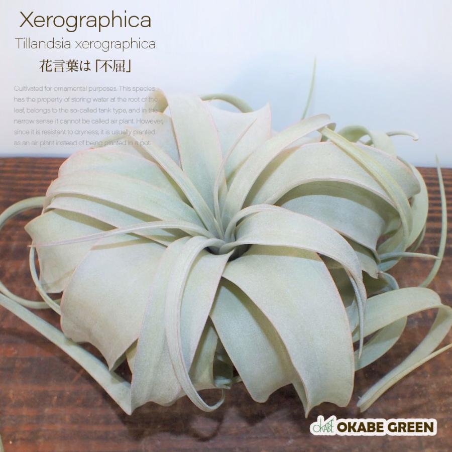 エアプランツ キセログラフィカ ティランジア Sサイズ 幅約18cm 壁掛け 吊り下げ 観葉植物 おしゃれ 風水 種類一覧 育てやすい ハンギング インテリア Sm 607 1 Okabe Green Jewelryplant 通販 Yahoo ショッピング
