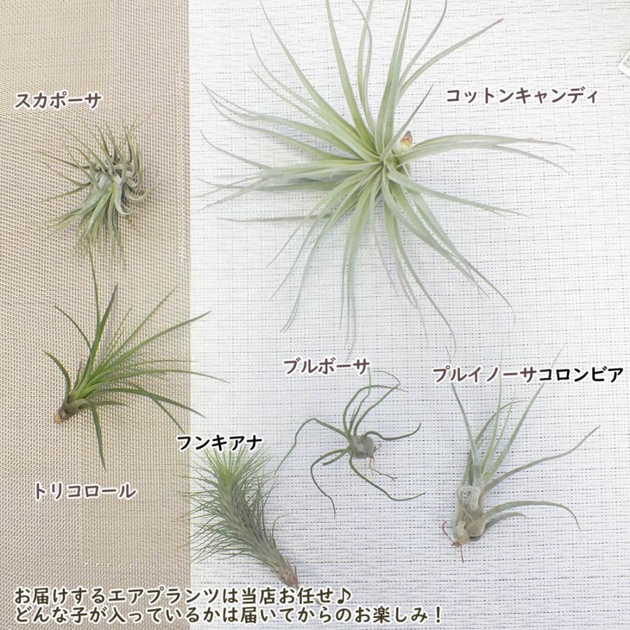 海外最新 エアプランツ セット おまかせ 3種セット Sサイズ 壁掛け 吊り下げ 観葉植物 おしゃれ 風水 種類一覧 育てやすい ハンギング インテリア 母の日 Wantannas Go Id