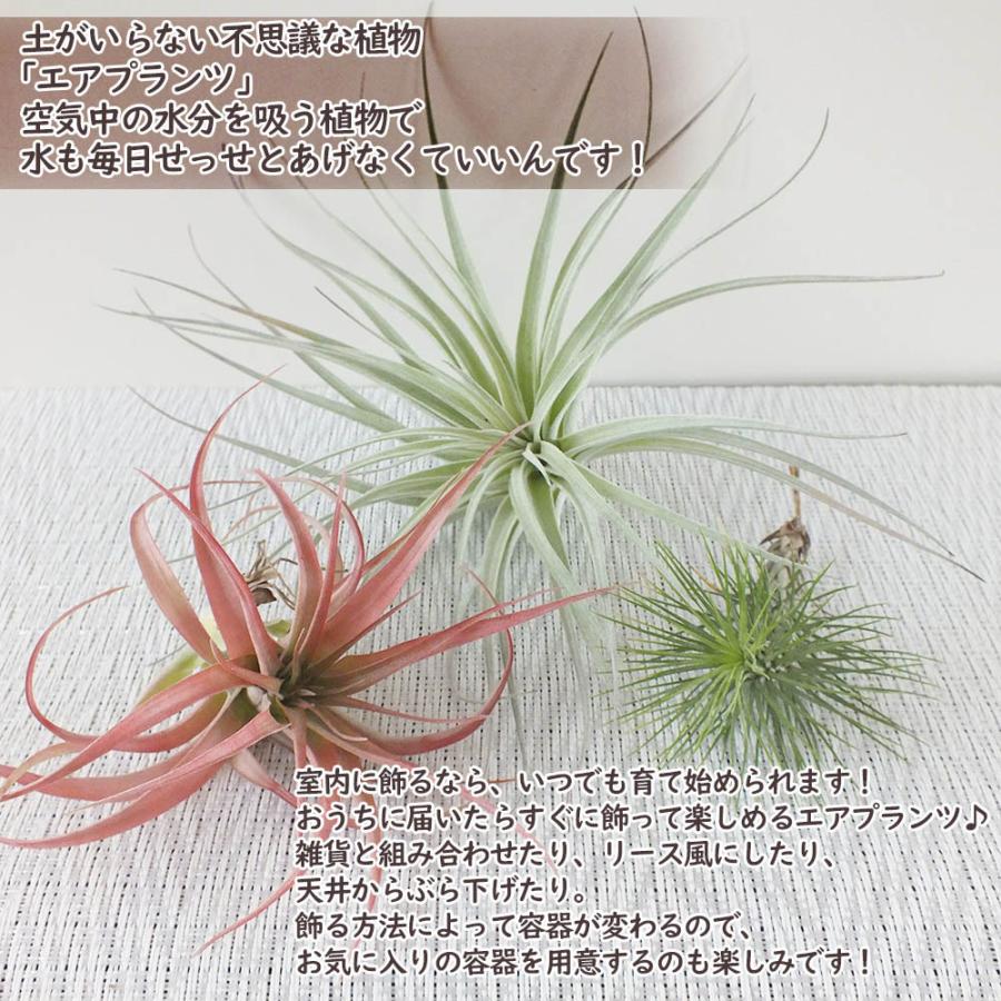 最新デザインの エアプランツ セット おまかせ 5種セット Sサイズ 壁掛け 吊り下げ 観葉植物 おしゃれ 風水 種類一覧 育てやすい ハンギング インテリア 母の日 Wantannas Go Id