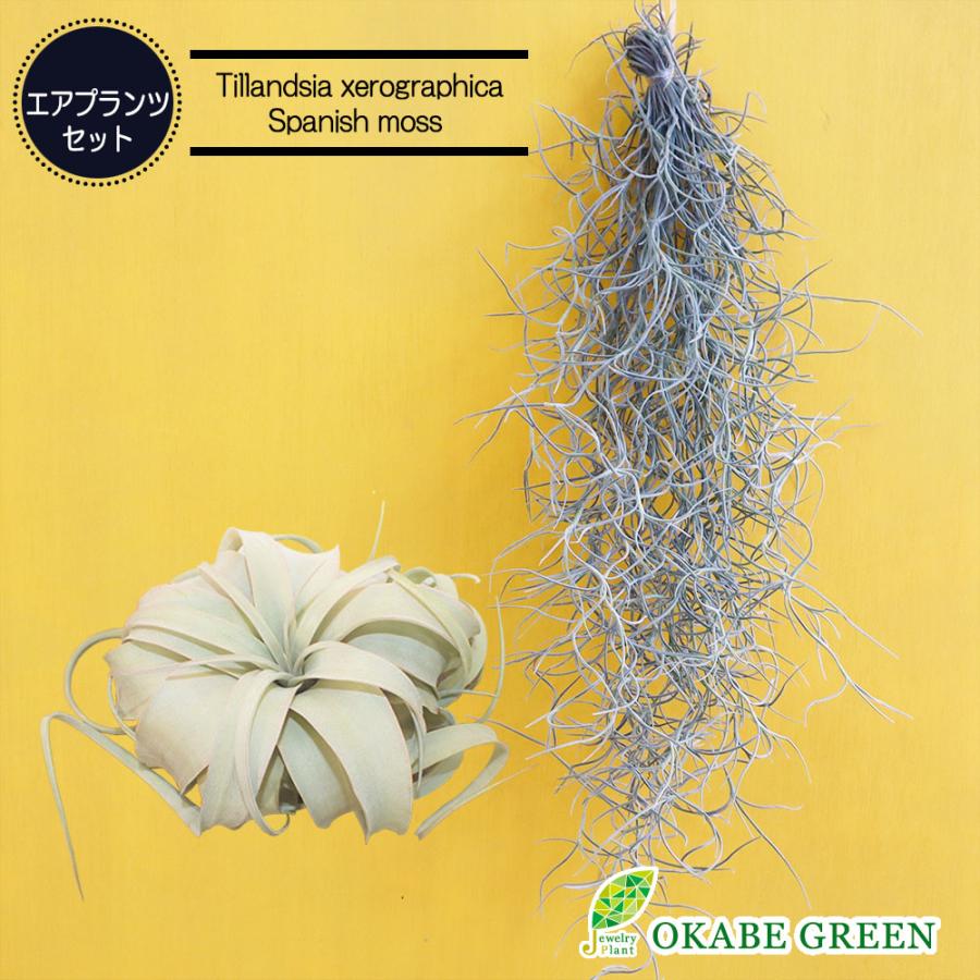 エアプランツ キセログラフィカ スパニッシュモス セット Sサイズ 壁掛け 吊り下げ 観葉植物 おしゃれ 風水 種類一覧 育てやすい ハンギング Sm 607 Fu Okabe Green Jewelryplant 通販 Yahoo ショッピング