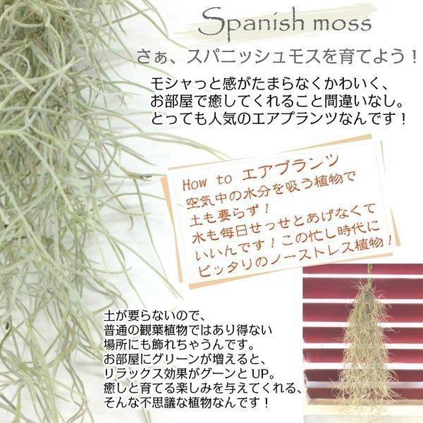 メーカー直送 ウスネオイデス スパニッシュモス エアープランツ エアプランツ ティランジア 細葉 太葉 選べる 観葉植物 おしゃれ 壁掛け 吊り下げ ポスト便 敬老の日 正規店