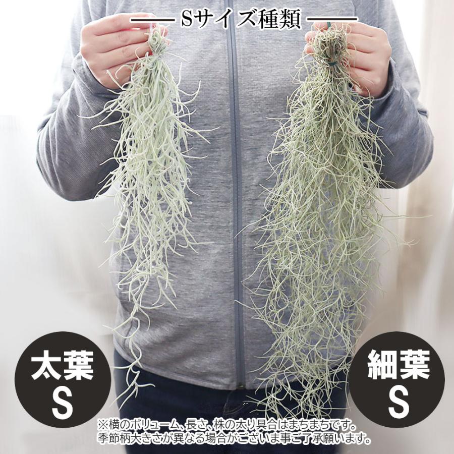 観葉植物 おしゃれ ウスネオイデス スパニッシュモス S 細葉 太葉