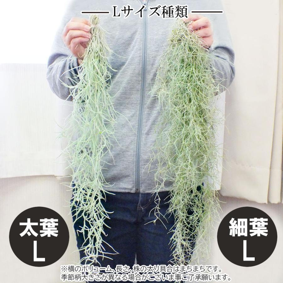観葉植物 おしゃれ ウスネオイデス スパニッシュモス S 細葉 太葉