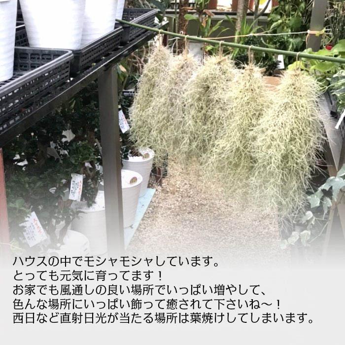ウスネオイデス スパニッシュモス エアープランツ エアプランツ ティランジア 細葉 太葉 選べる 観葉植物 おしゃれ 壁掛け 吊り下げ ポスト便 クリスマス Sm 607 Okabe Green Jewelryplant 通販 Yahoo ショッピング