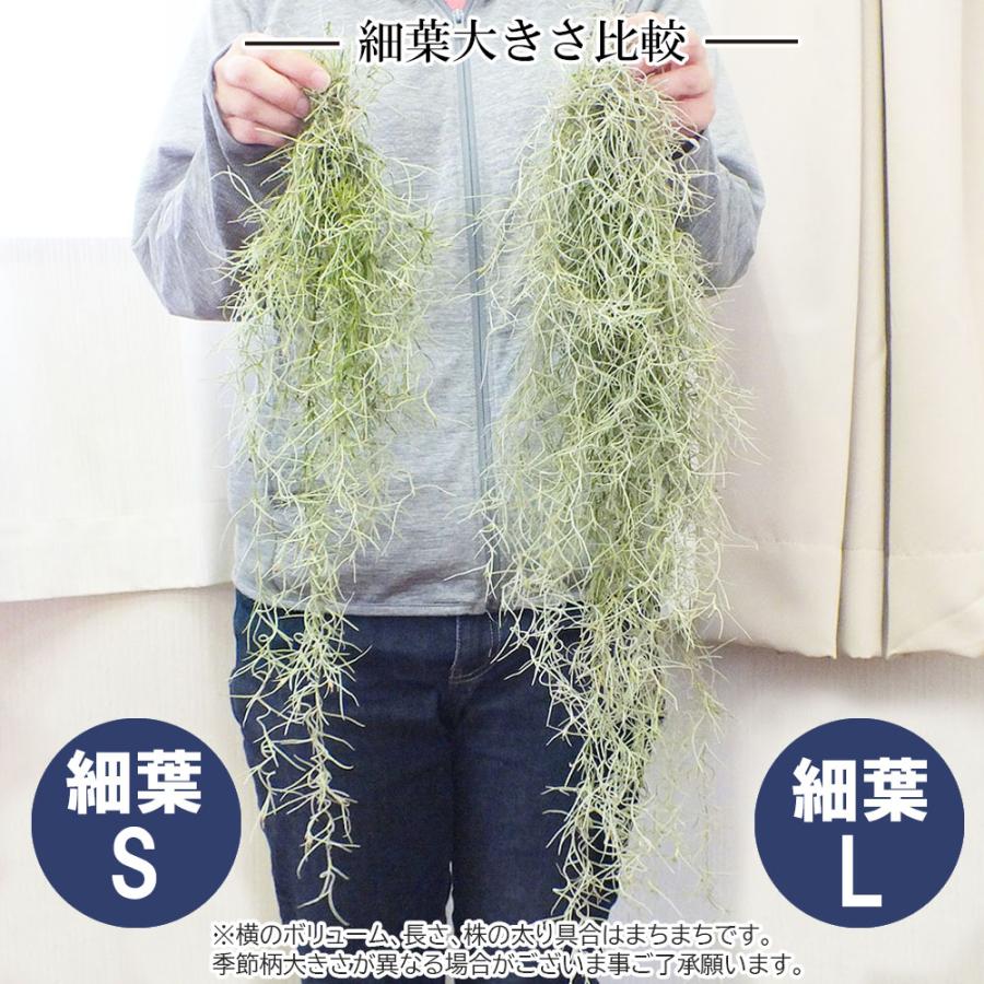 観葉植物 おしゃれ ウスネオイデス スパニッシュモス S 細葉 太葉