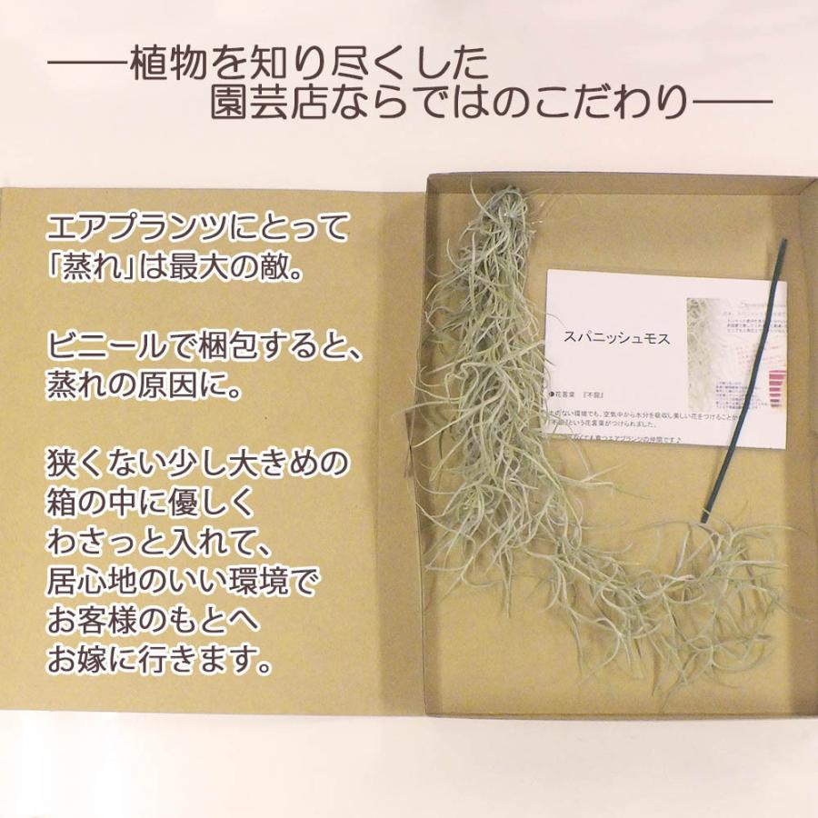 敬老の日 ウスネオイデス スパニッシュモス エアープランツ エアプランツ ティランジア 細葉 太葉 選べる 観葉植物 おしゃれ 壁掛け 吊り下げ ポスト便 Sm 607 Okabe Green Jewery Plant 通販 Yahoo ショッピング