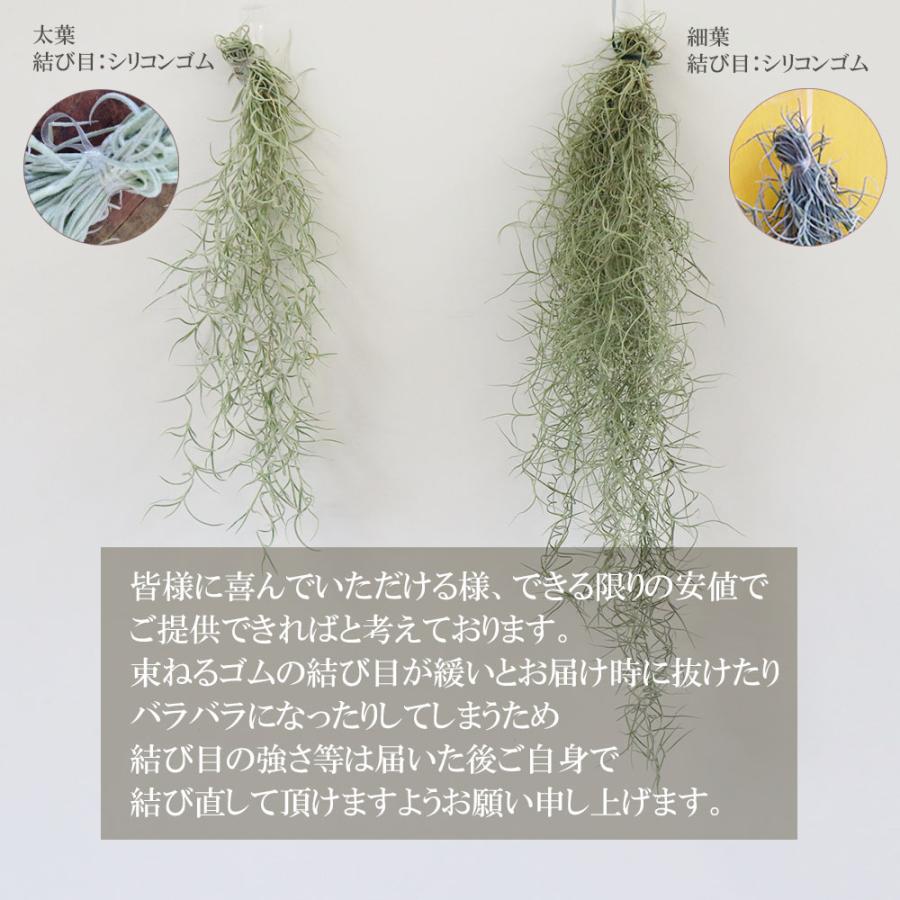 観葉植物 おしゃれ ウスネオイデス スパニッシュモス S 細葉 太葉