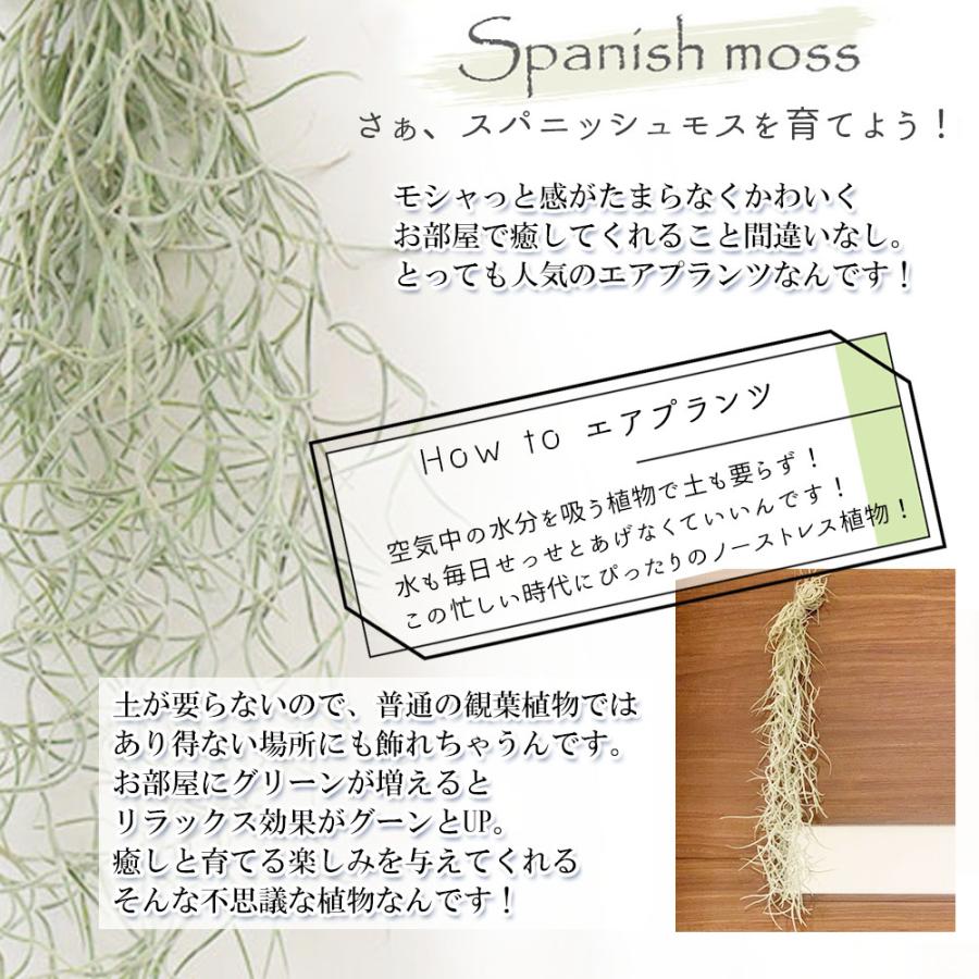 観葉植物 おしゃれ ウスネオイデス スパニッシュモス S 細葉 太葉