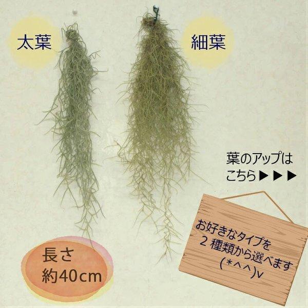 メーカー直送 ウスネオイデス スパニッシュモス エアープランツ エアプランツ ティランジア 細葉 太葉 選べる 観葉植物 おしゃれ 壁掛け 吊り下げ ポスト便 敬老の日 正規店