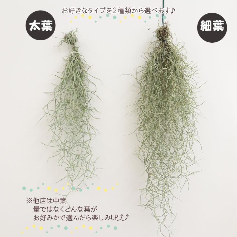 観葉植物 おしゃれ ウスネオイデス スパニッシュモス S 細葉 太葉