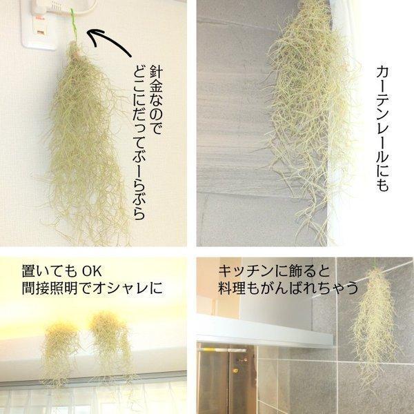ウスネオイデス スパニッシュモス エアープランツ エアプランツ ティランジア 細葉 太葉 選べる 観葉植物 おしゃれ 壁掛け 吊り下げ ポスト便 クリスマス Sm 607 Okabe Green Jewelryplant 通販 Yahoo ショッピング