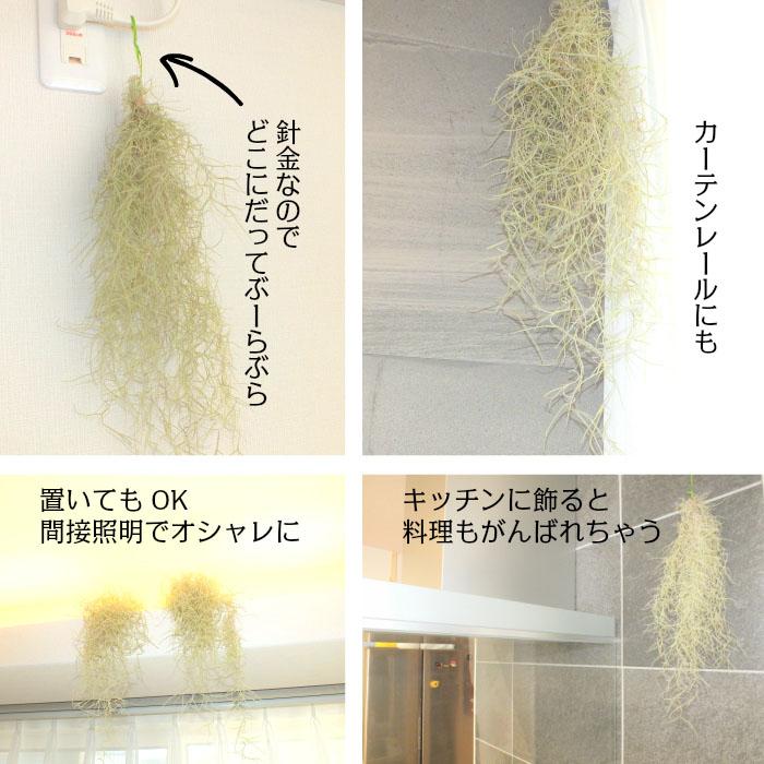 ②スパニッシュモス　ウスネオイデス　チランジア　観葉植物　吊り下げ　エアプランツ 観葉植物 おしゃれ ウスネオイデス スパニッシュモス S 細葉 太葉