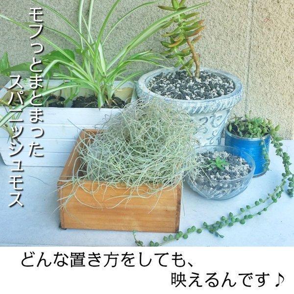 ウスネオイデス スパニッシュモス エアープランツ エアプランツ ティランジア 細葉 太葉 選べる 観葉植物 おしゃれ 壁掛け 吊り下げ ポスト便 Sm 607 Okabe Green Jewery Plant 通販 Yahoo ショッピング