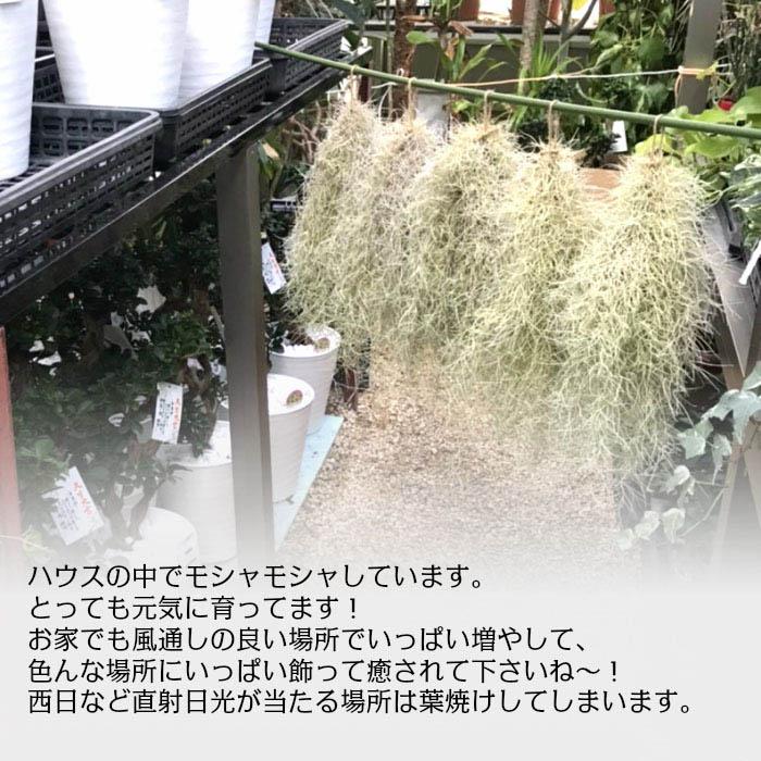 観葉植物 おしゃれ ウスネオイデス スパニッシュモス S 細葉 太葉