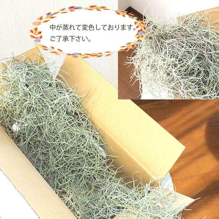 観葉植物 おしゃれ スパニッシュモス L 細葉 中葉 ウスネオイデス