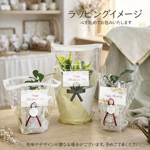 観葉植物 おしゃれ スパニッシュモス L 細葉 中葉 ウスネオイデス