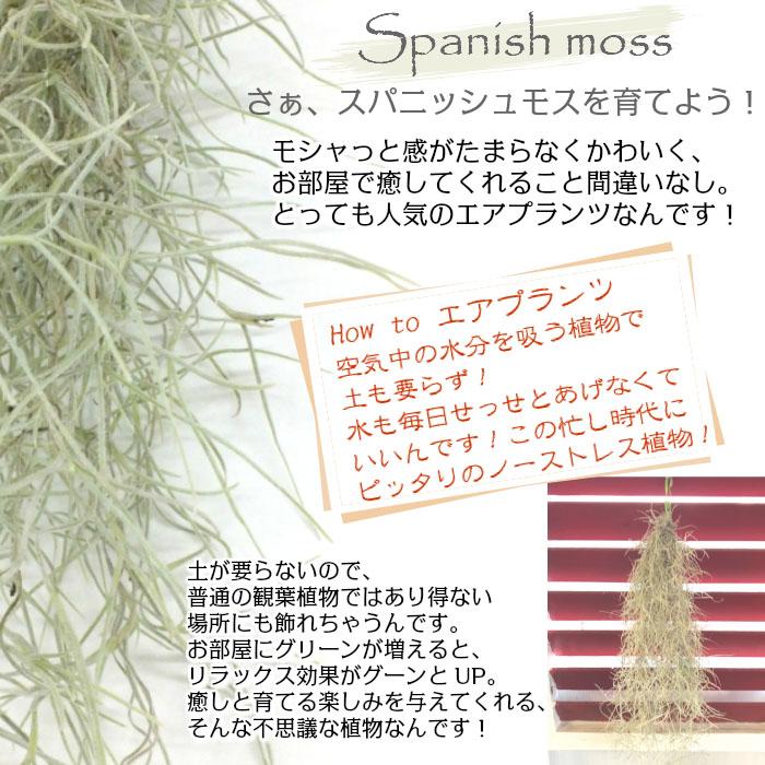 観葉植物 おしゃれ スパニッシュモス L 細葉 中葉 ウスネオイデス