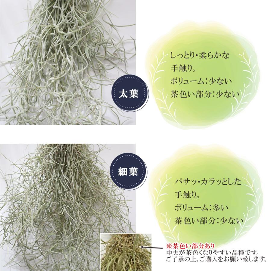 観葉植物 おしゃれ スパニッシュモス L 細葉 中葉 ウスネオイデス