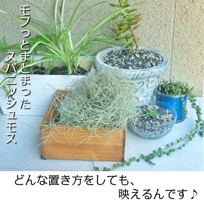 観葉植物 おしゃれ スパニッシュモス L 細葉 中葉 ウスネオイデス