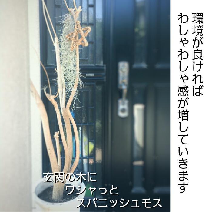 観葉植物 おしゃれ スパニッシュモス L 細葉 中葉 ウスネオイデス