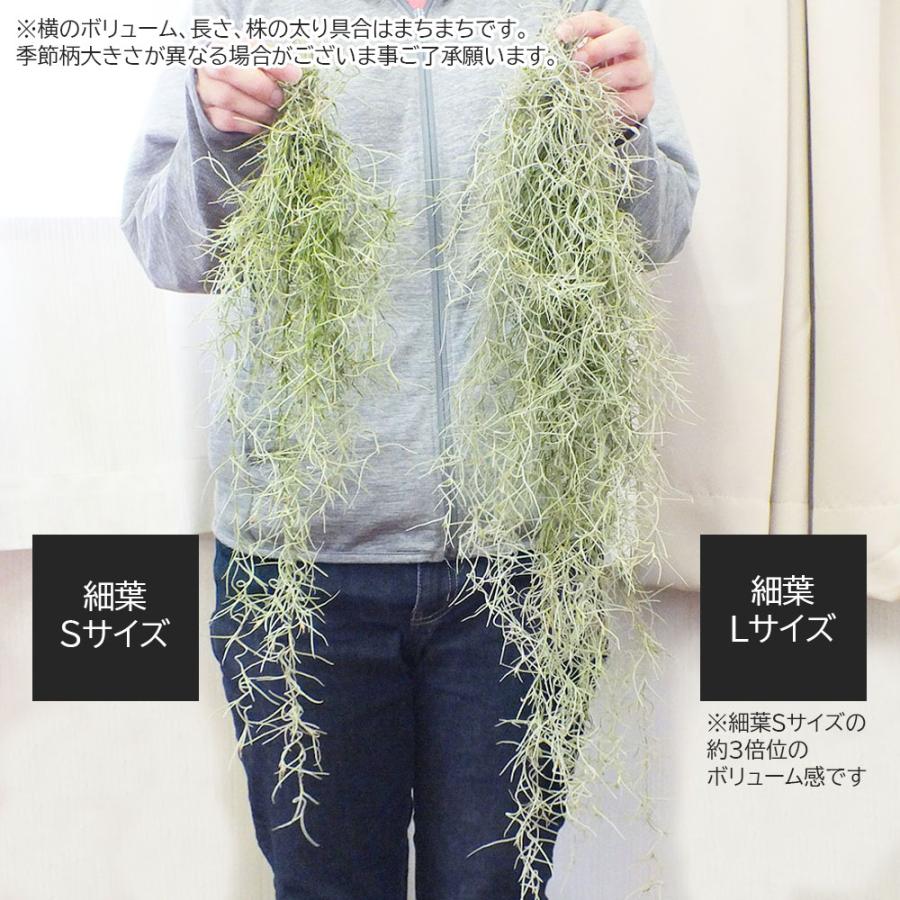 観葉植物 おしゃれ スパニッシュモス L 細葉 中葉 ウスネオイデス