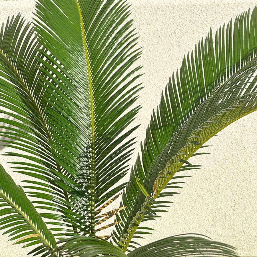 観葉植物 お中元 おしゃれ 大型 本物 屋外 ソテツ 10号 現品 白