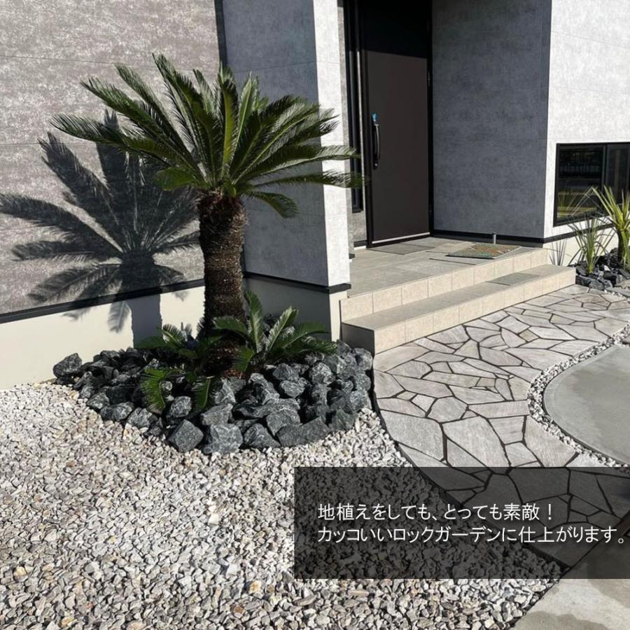 観葉植物 お中元 おしゃれ 大型 本物 屋外 ソテツ 10号 現品 白