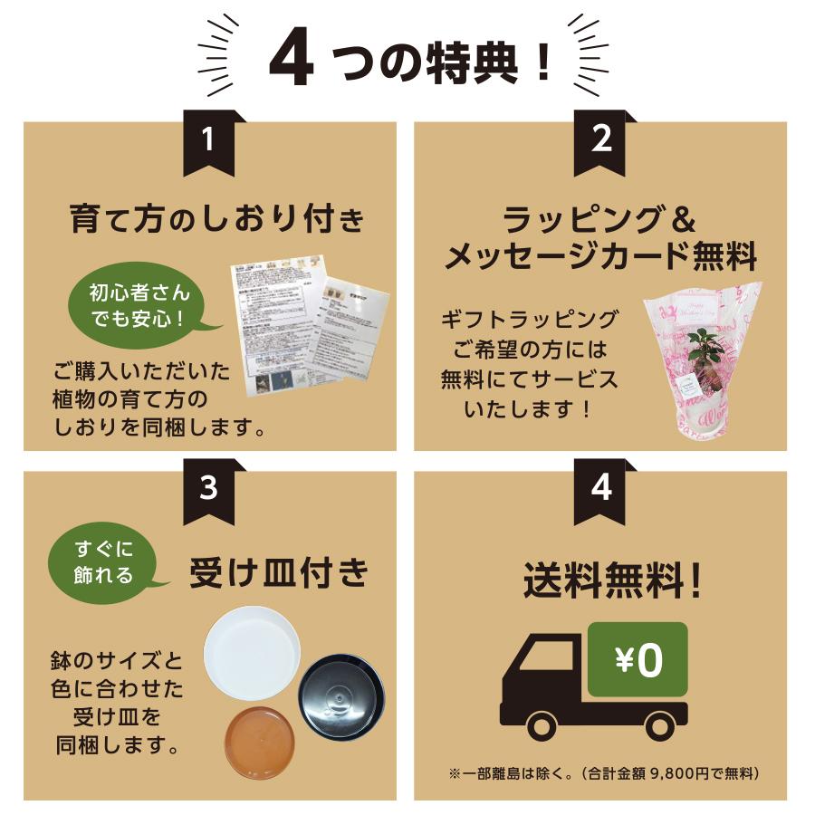 観葉植物 お中元 おしゃれ 大型 本物 屋外 ソテツ 10号 現品 白