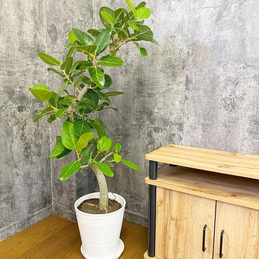 観葉植物 お中元 おしゃれ ゴムの木 ベンガレンシス 幹曲がり 現品 8号