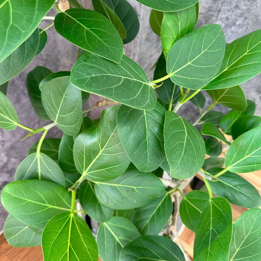 観葉植物 おしゃれ ゴムの木 ベンガレンシス 幹曲がり 現品 8号 白