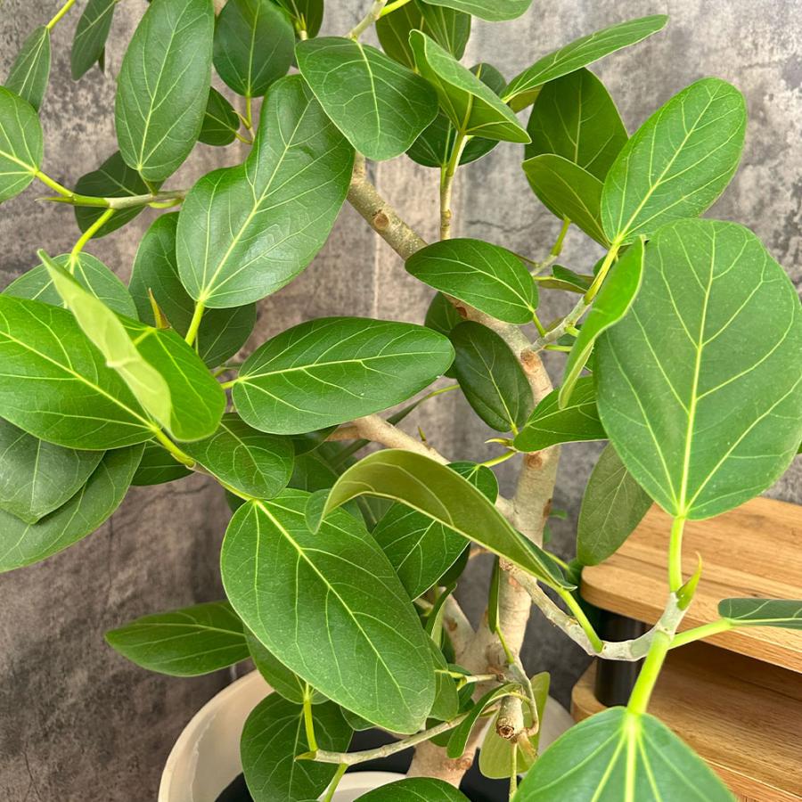 観葉植物 おしゃれ ゴムの木 ベンガレンシス 幹曲がり 現品 8号 白