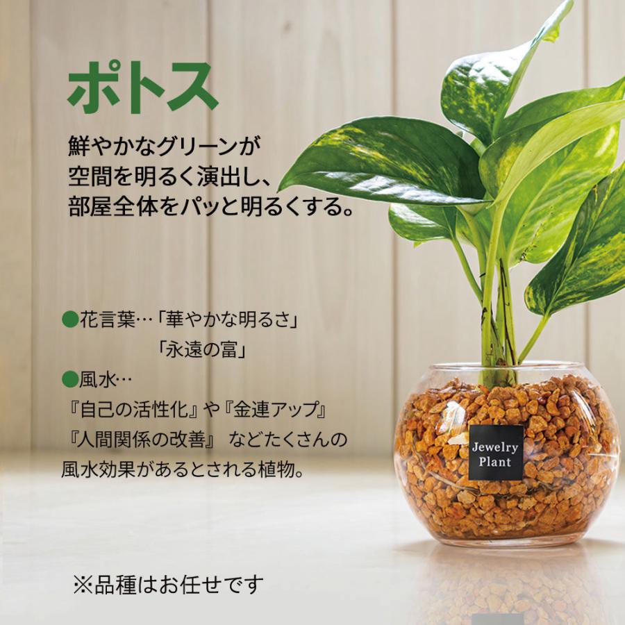 お任せ5鉢セット】 ハイドロカルチャー 観葉植物 土なし おしゃれ ミニ