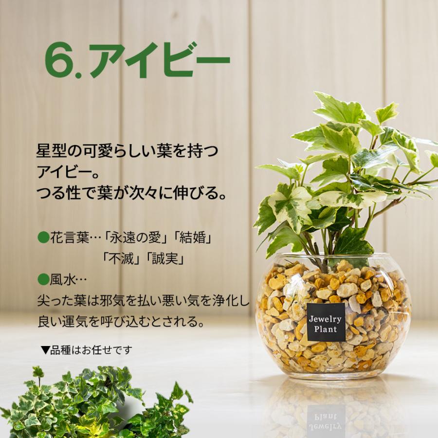観葉植物セット Archmodels vol.268 観葉植物セット | 株式会社オークオンラインショップ