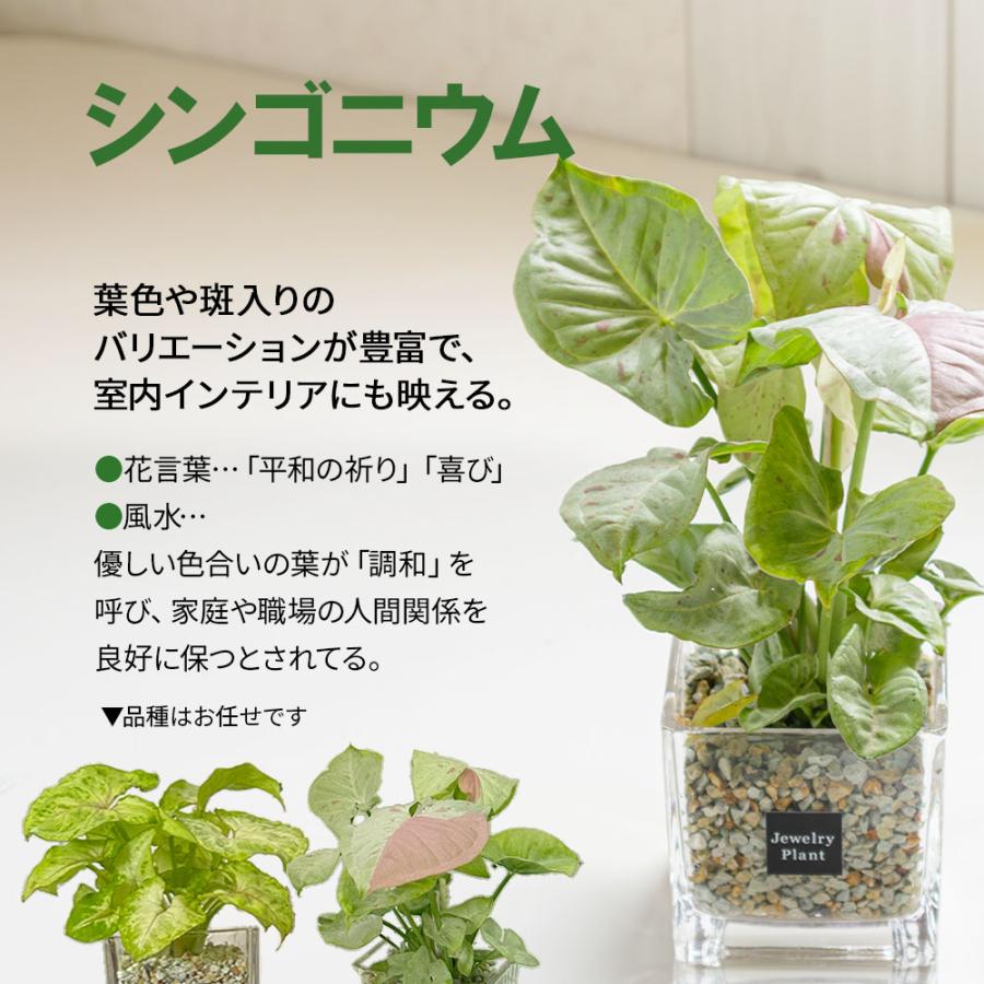 お任せ5鉢セット】 ハイドロカルチャー 観葉植物 土なし おしゃれ ミニ