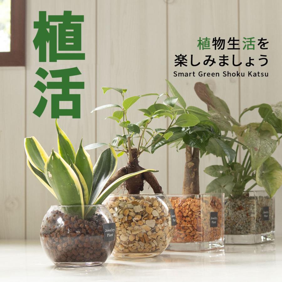 お任せ5鉢セット】 ハイドロカルチャー 観葉植物 土なし おしゃれ ミニ