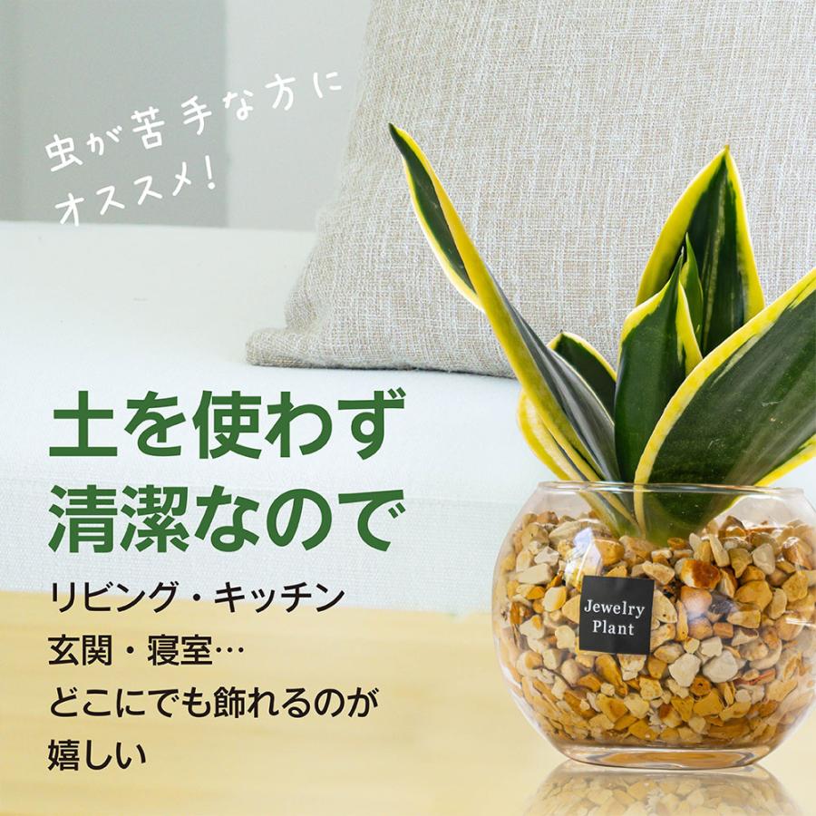 お任せ5鉢セット】 ハイドロカルチャー 観葉植物 土なし おしゃれ ミニ