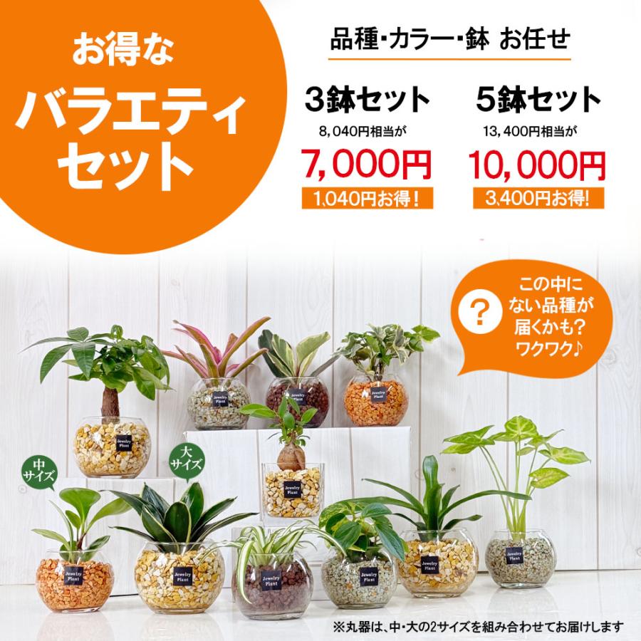お任せ5鉢セット】 ハイドロカルチャー 観葉植物 土なし おしゃれ ミニ