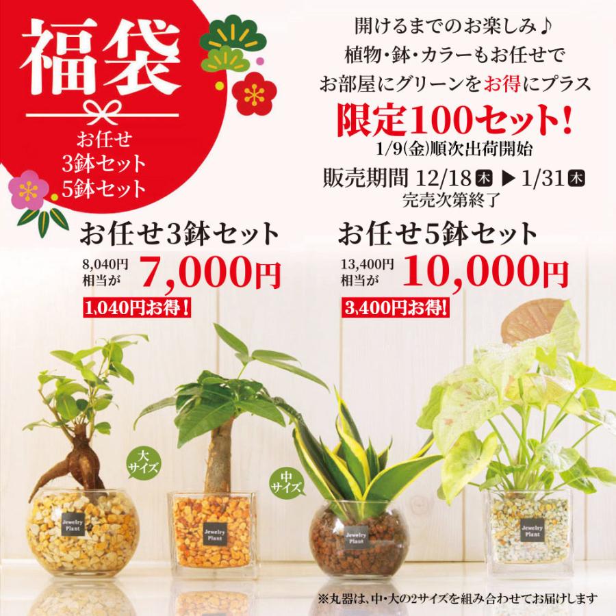 お任せ5鉢セット】 ハイドロカルチャー 観葉植物 土なし おしゃれ ミニ
