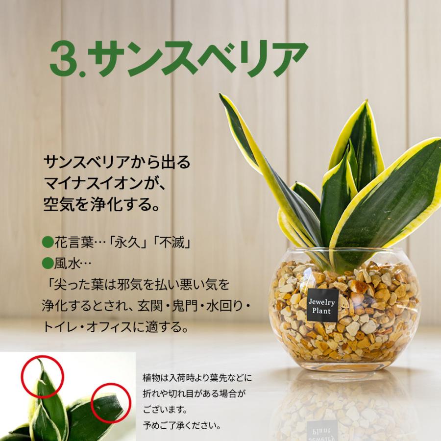 お任せ5鉢セット】 ハイドロカルチャー 観葉植物 土なし おしゃれ ミニ