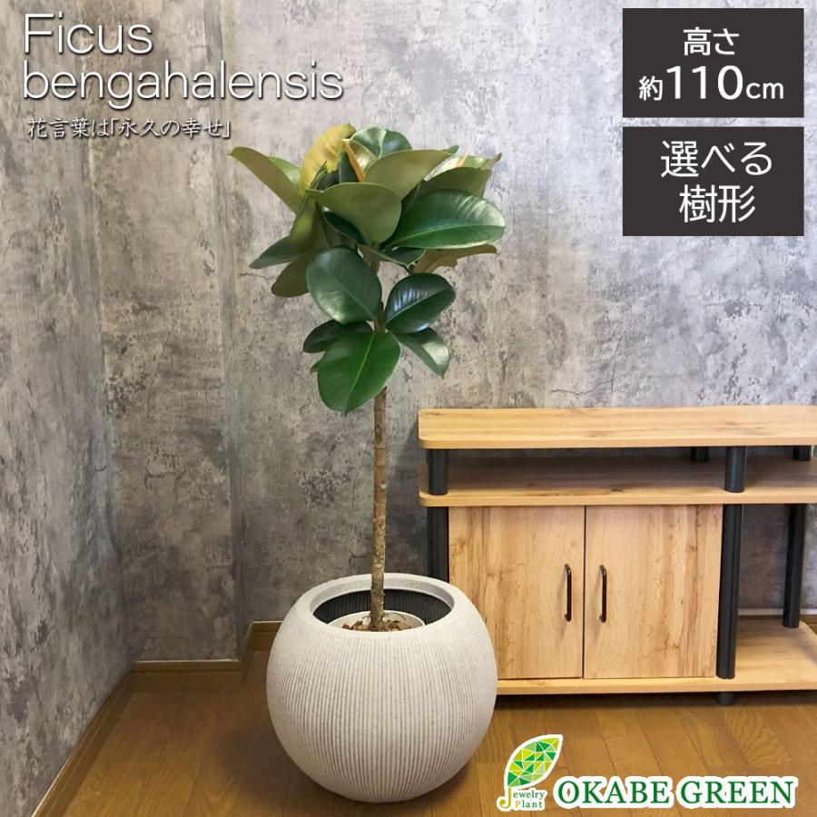 観葉植物 おしゃれ 大型 本物 インドゴム ゴムの木 ソフィア