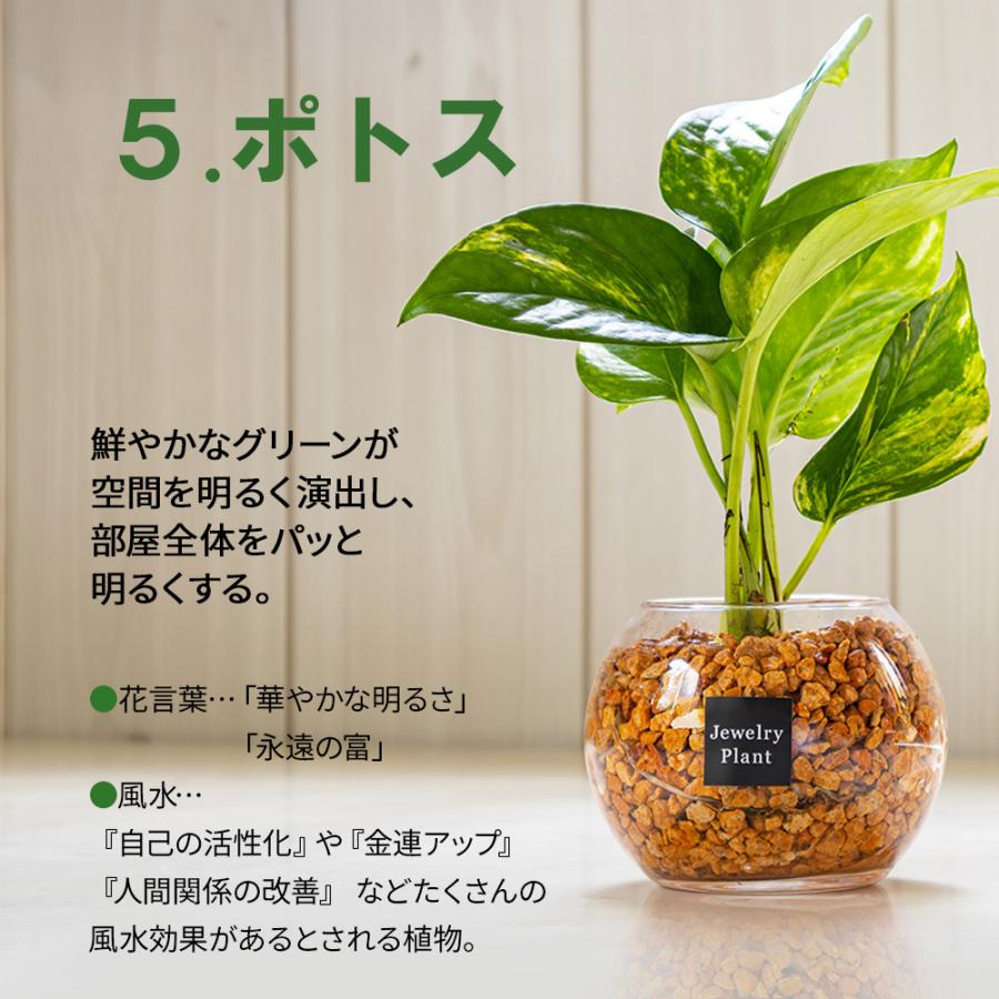 ハイドロカルチャー 観葉植物 土なし おしゃれ ゼオライト 選べる品種